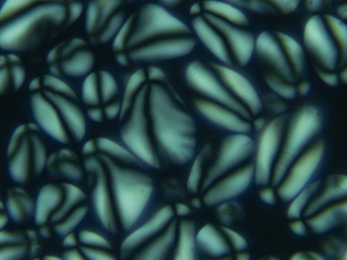 Solanum tuberosum